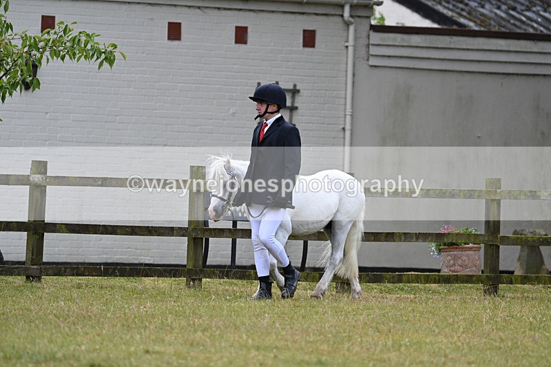 WJ7_6543 - Class 5 Handsome Gelding in hand