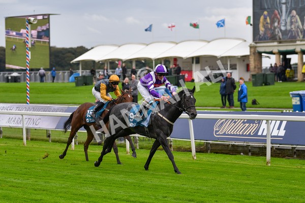 131023-Race 1-Pilgrim-9050 - Race 1 2.05pm William Hill EBF Novice Stakes