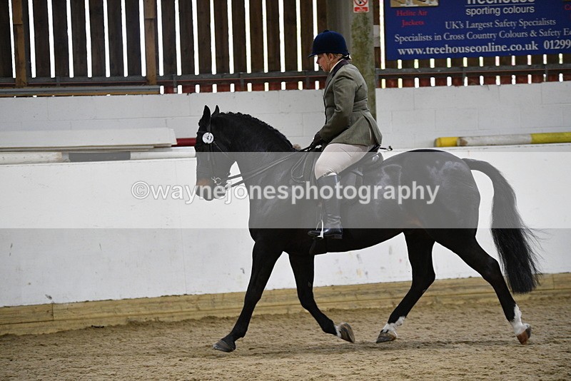 WJ5_7819 - Class 13 Ridden Part Breed