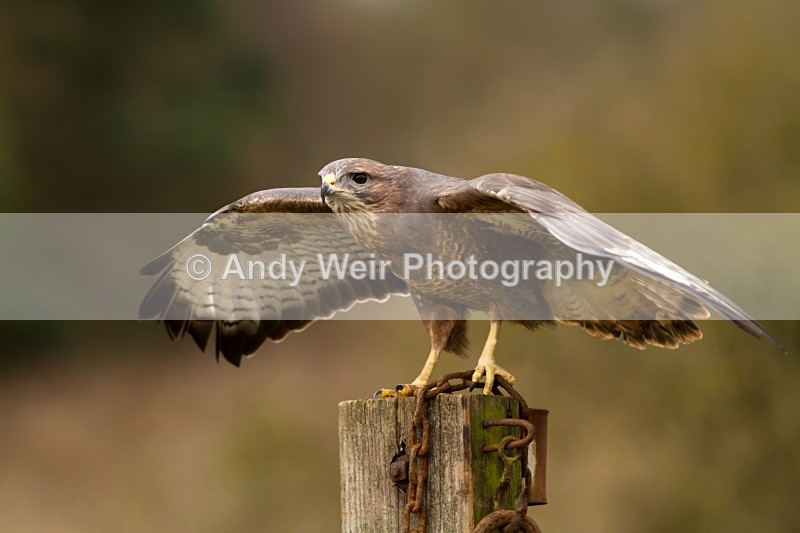 20110312-IMG_2008-126 - Common Buzzard