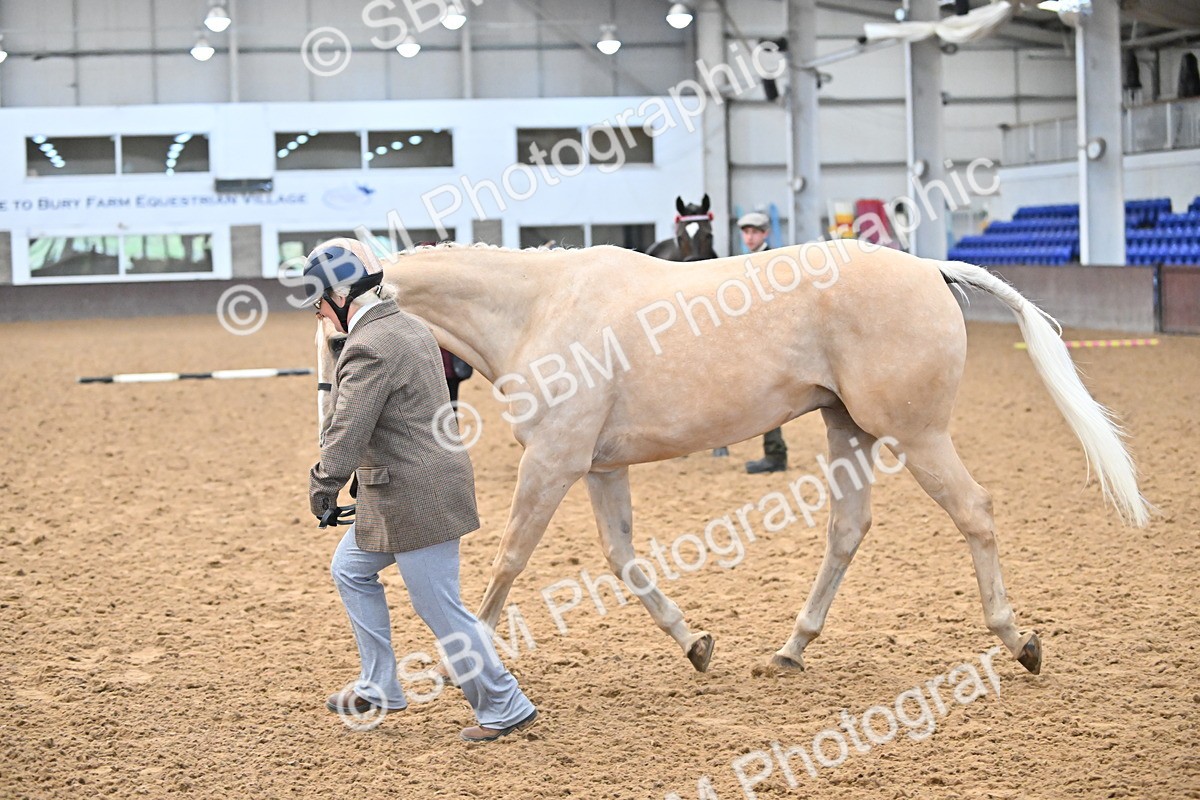 EB7_8422 - Class 3 - In Hand Foreign Breeds & Warmbloods
