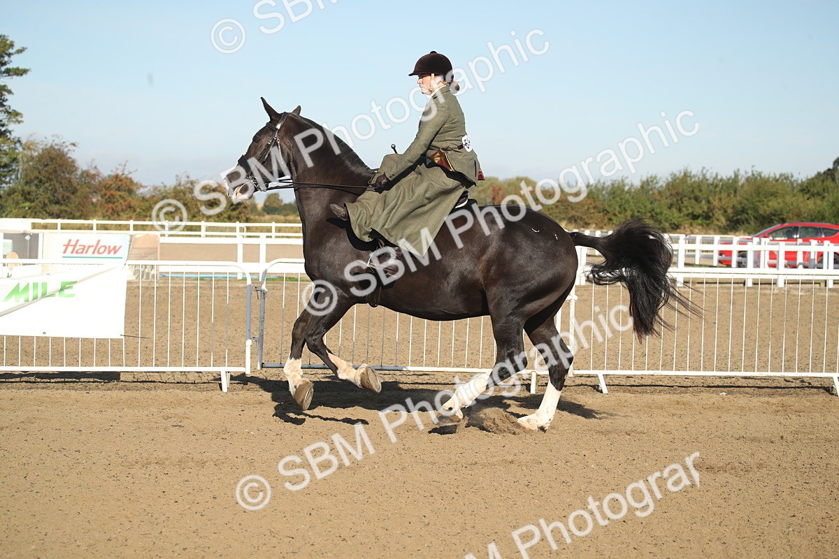 SBM_11317 - Class 501 -Riding Club Pony