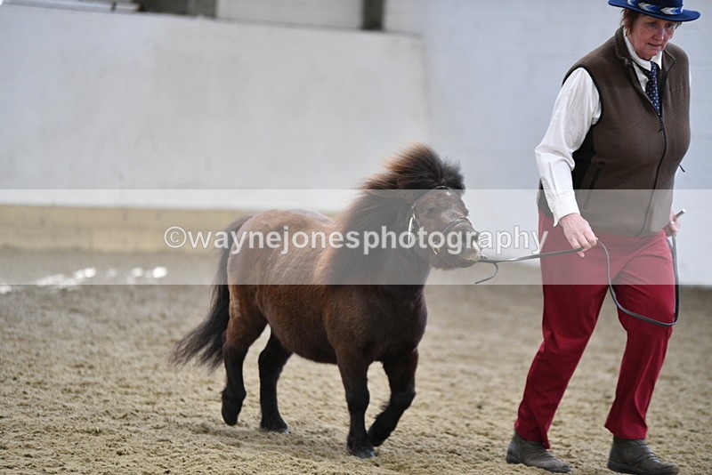 WJ5_5465 - Class 4 In hand M&M - small breeds