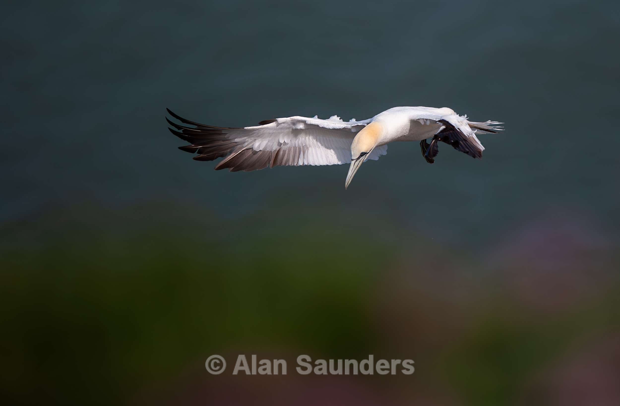 Gannet 5