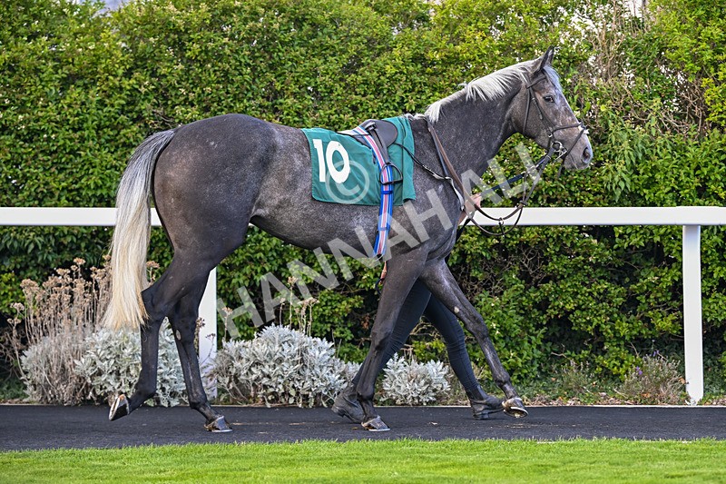 080926-Race 6-Shes A Goldigger-2969 - Race 6 4.46pm Download The Raceday Ready App Handicap