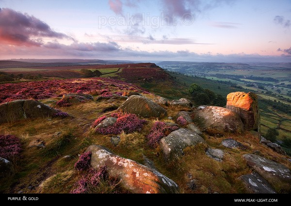 Purple & Gold - Peak District