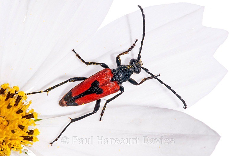Longicorn Beetles (Stenurella bifasciata) - Small Creatures - WB