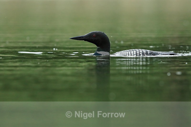 Common Loon swimming, green water, Minnesota, USA - Great Northern Diver