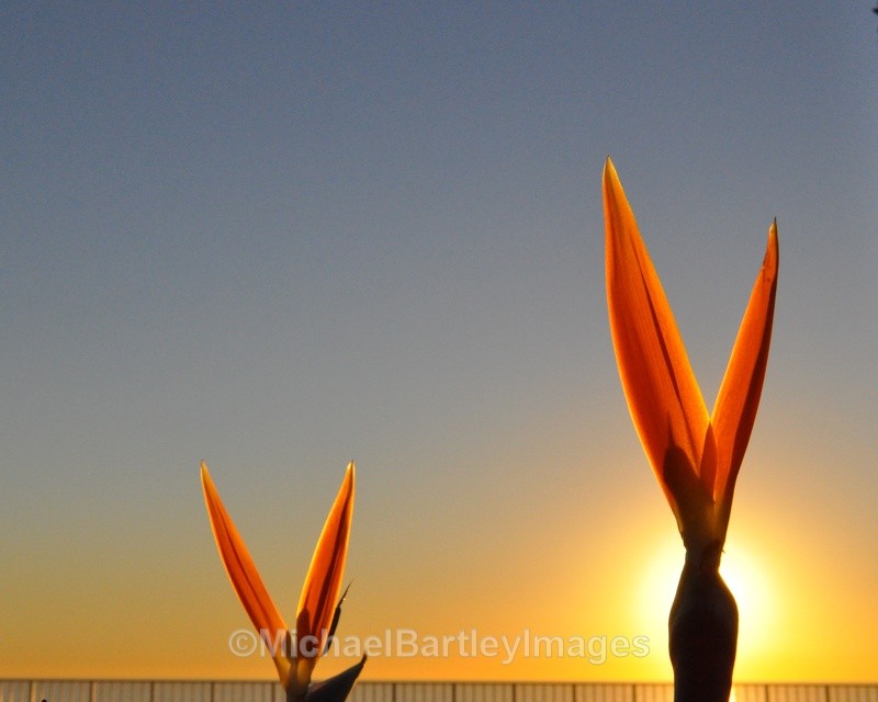 Birds of Paradise - Cool Shots