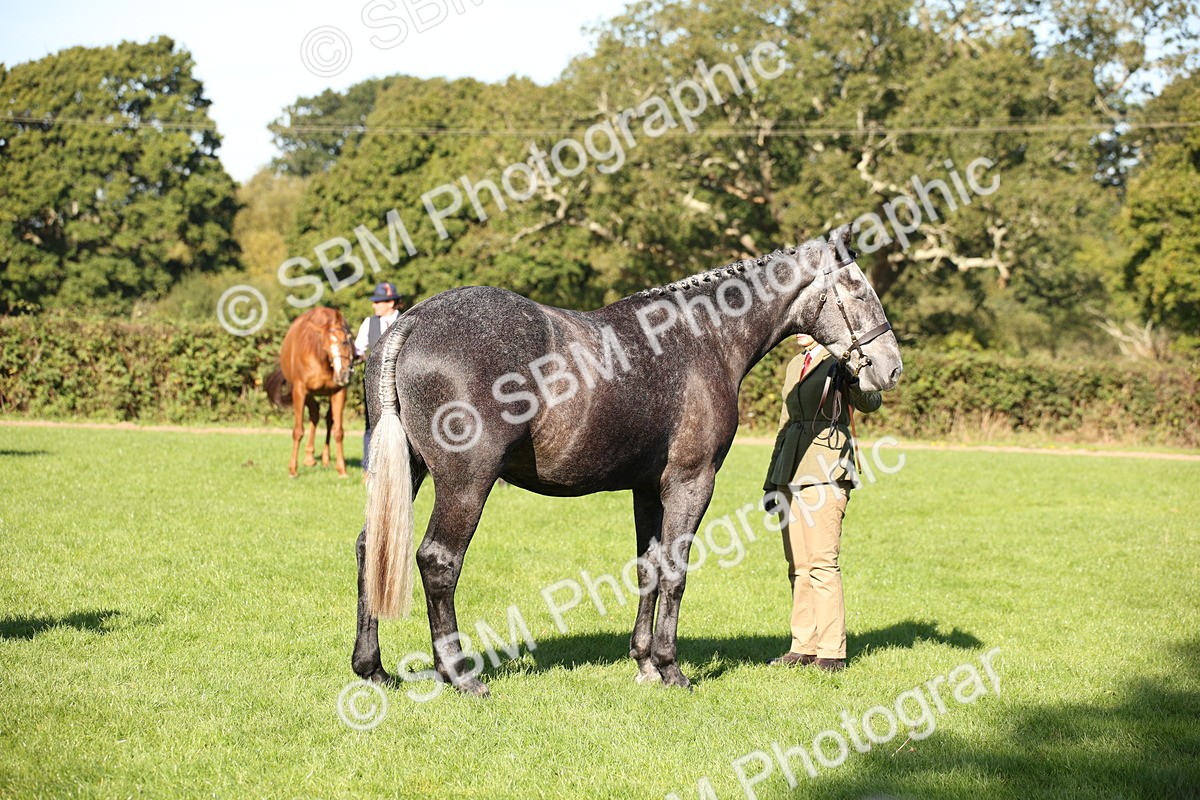 SBM_36601 - S10 - Best In Hand Horse & Pony