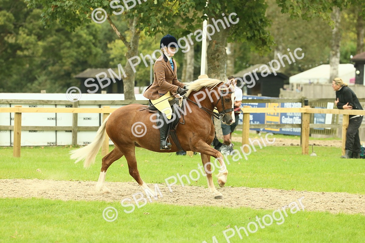 SBM_72074 - S60 - Mountain & Moorland Ridden Large Breeds