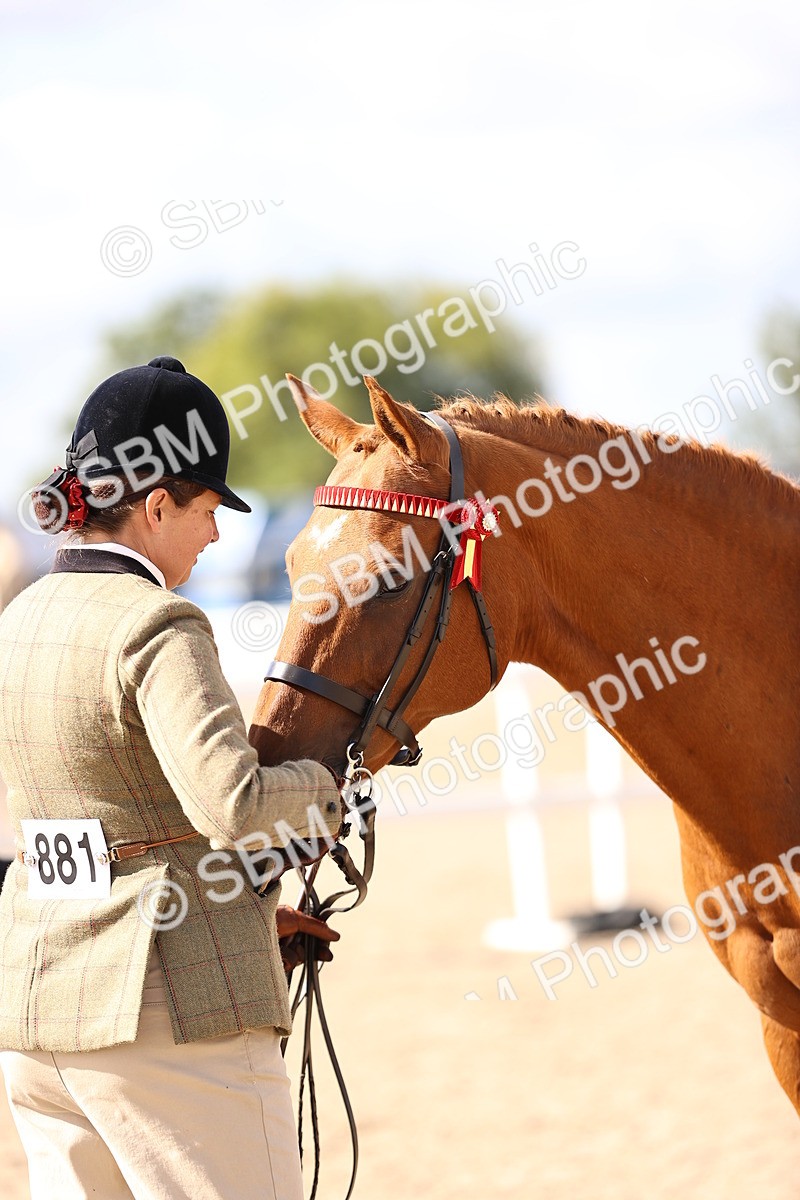 SBM_11520 - Class 407 - IH Hack-Riding Horse