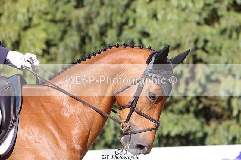 230526-175502-08060 - 182-HARTHILL_FLAMENCO-Izzy_Taylor-WEDTrotUp+DR