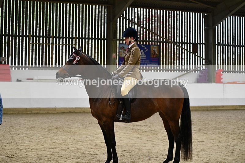 WJ5_8899 - Class 15 Ridden Show Horse