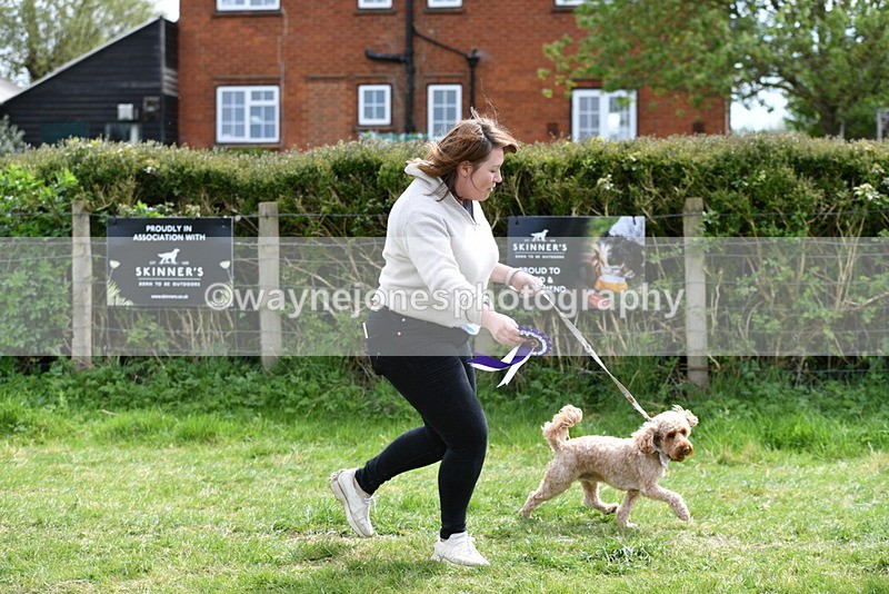 WJ5_9905 - Class 3 Most Handsome Dog