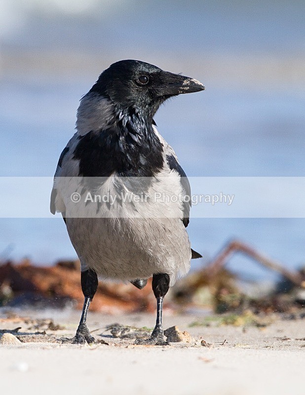 20110926-_MG_6933 - Hooded Crow