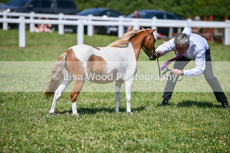 DSC_7184 - Class 61: Miniature Horse 4yrs & over