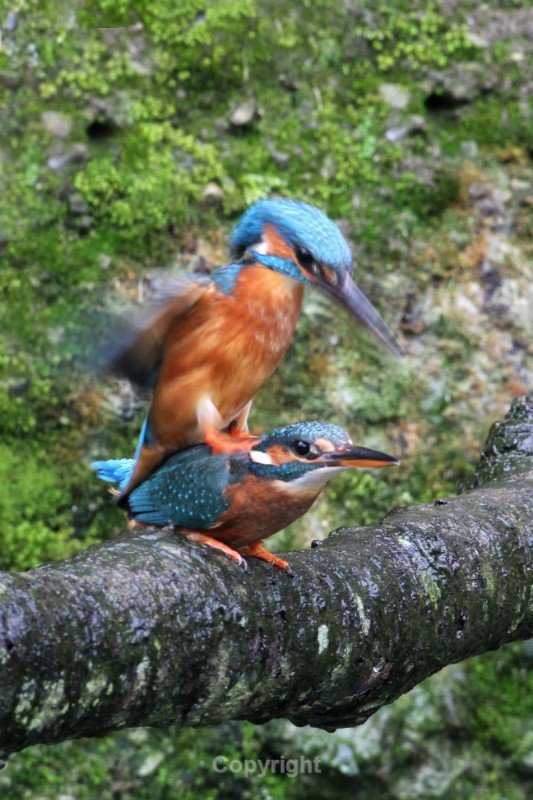  - Kingfishers