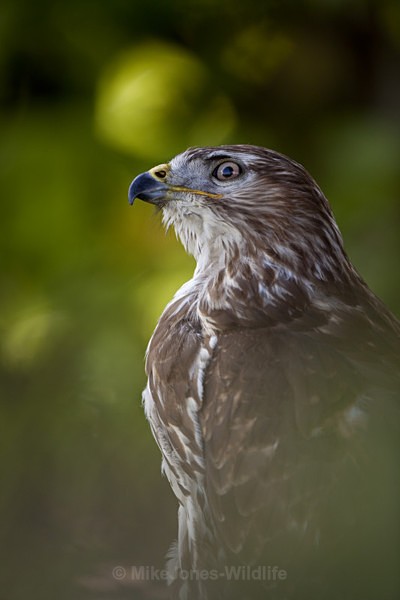 COMMON BUZZARD - BUZZARDS