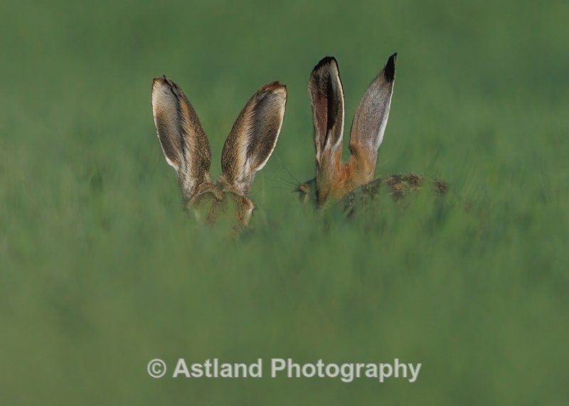 Brown Hares - Latest Images