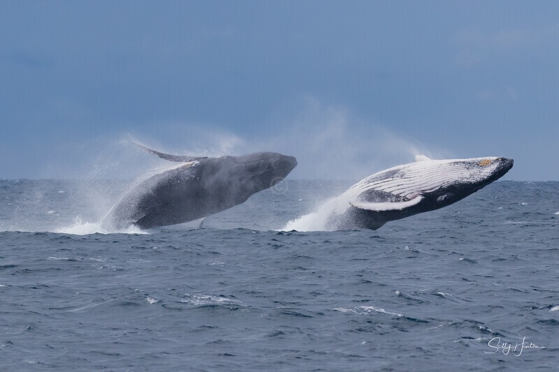 Double Breach. 0A3A7820 - Humpback Whales