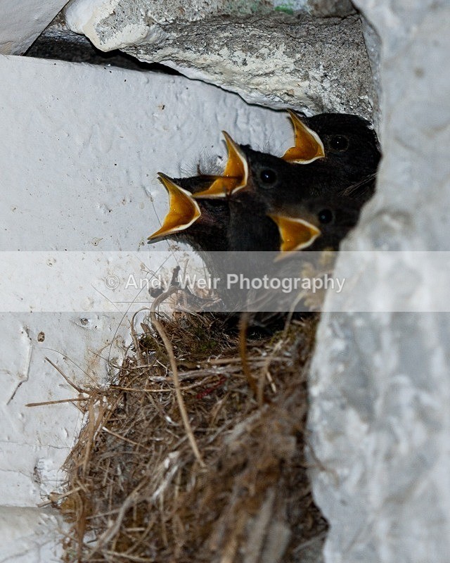 20080723-059 - Redstart