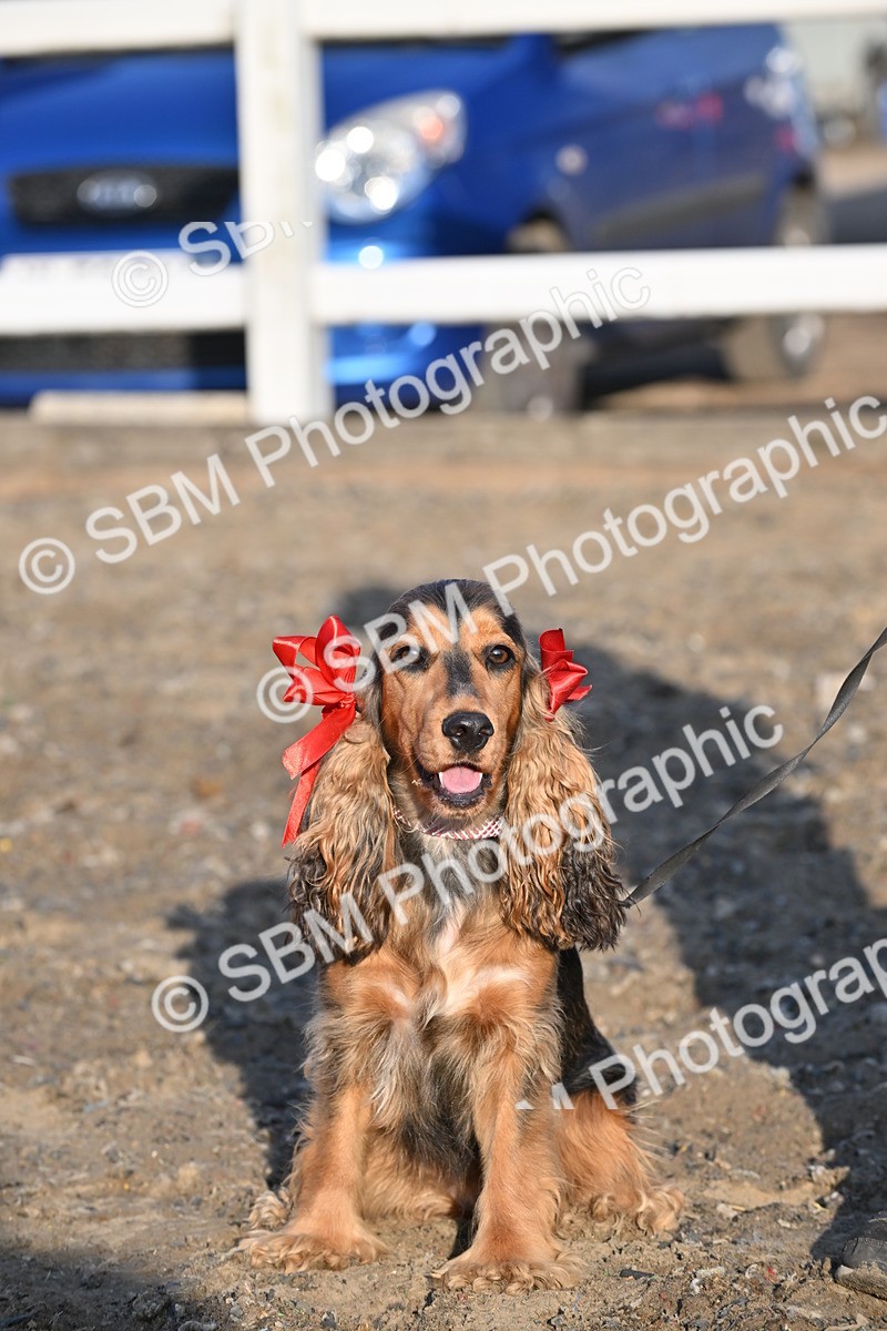 SBM_09448 - Lorry Dogs