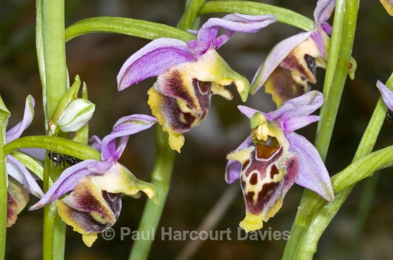 Ophrys fuciflora (Late Spider Orchid) - Orchids - Ophrys