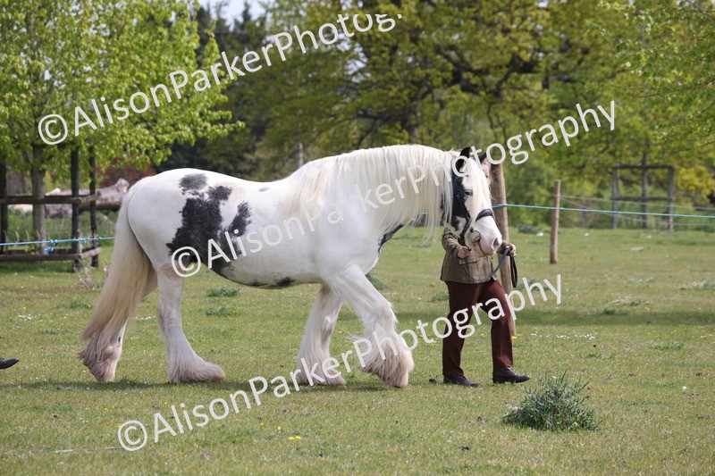 20260426-3274 - Class 27 - Coloured Horses and Ponies