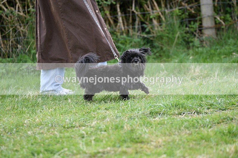 WJ5_9116 - Class 1 Best Cross Breed / Heniz 57