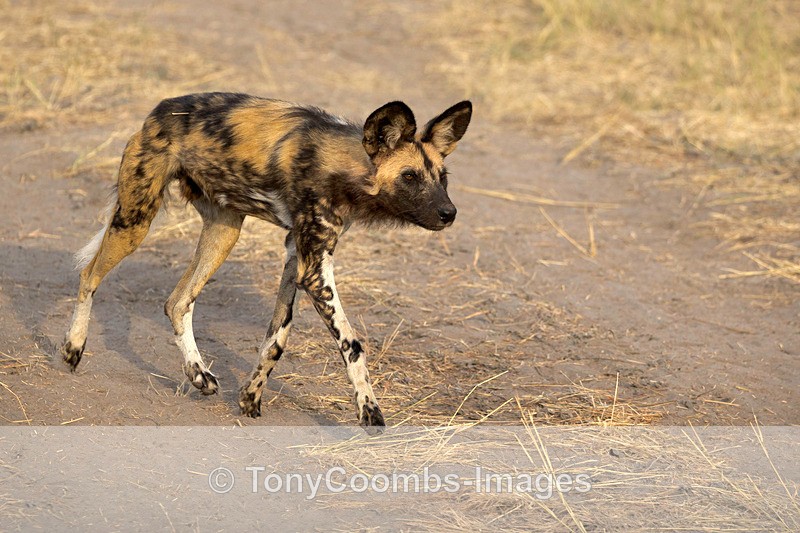 Wild Dog - Botswana ~ The Mammals