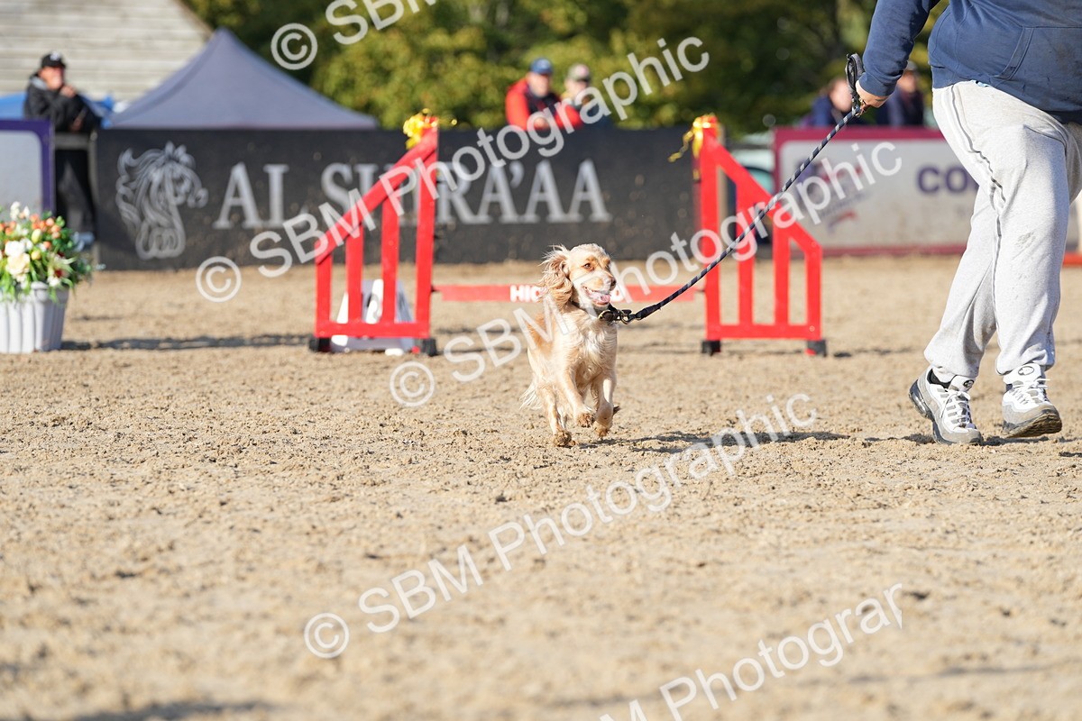 SBM_28984 - J43 - Horse & Hound Open 50cm