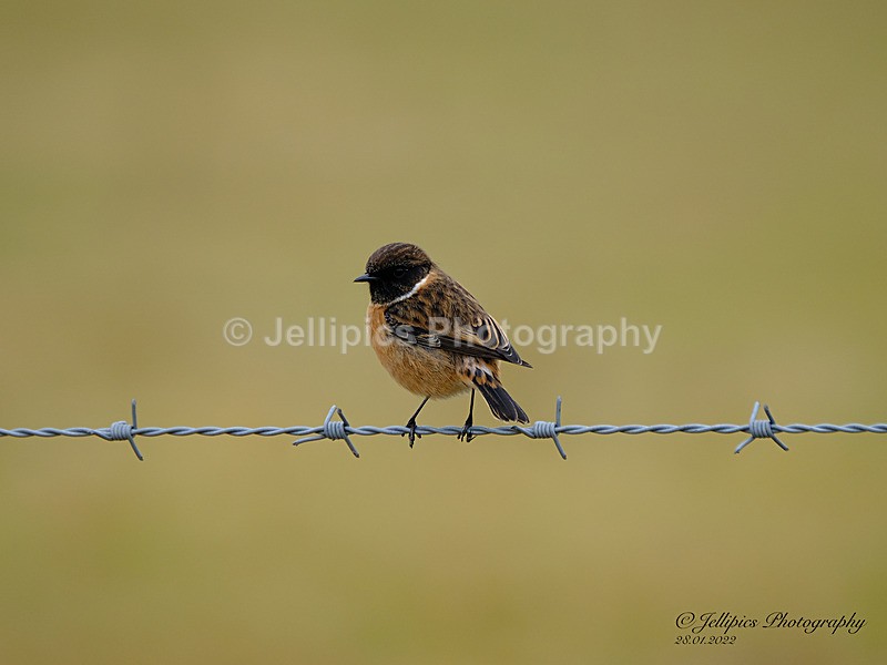  - Wildlife and Nature