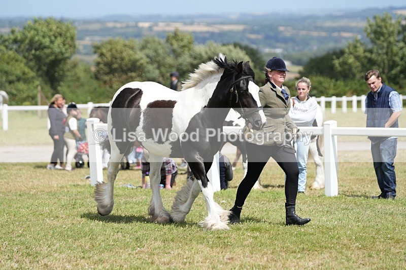 DSC07126 - Class 61: Coloured Horse 4yrs & Over
