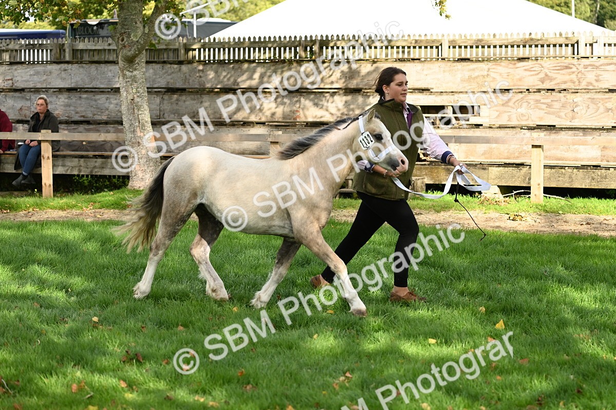 SBM_25026 - S5 - Novice & Newcomer In hand