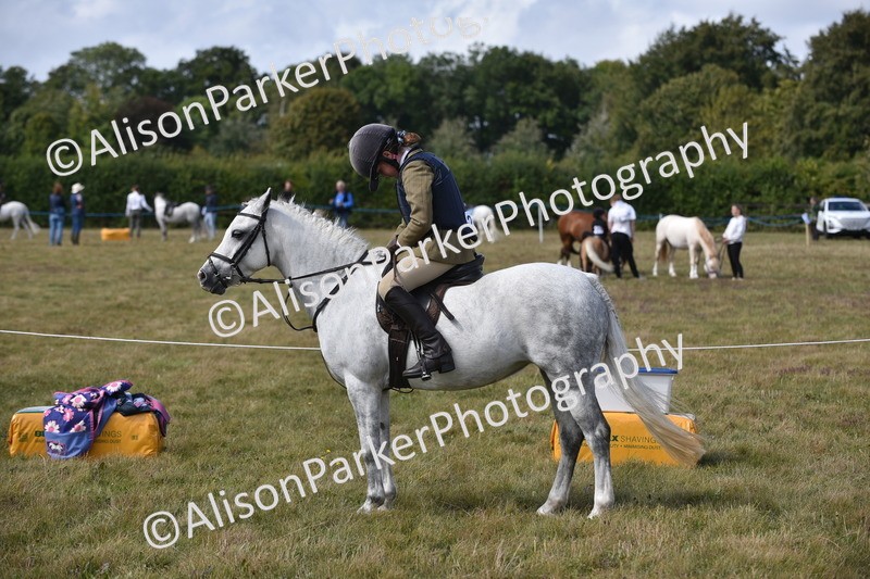 20250831-3951 - Class 11 - Working Hunter Pony 13hh and Under