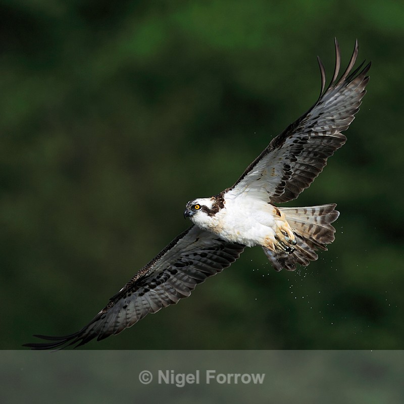 Osprey in flight after a dive for fish at Rothiemurchus - Osprey