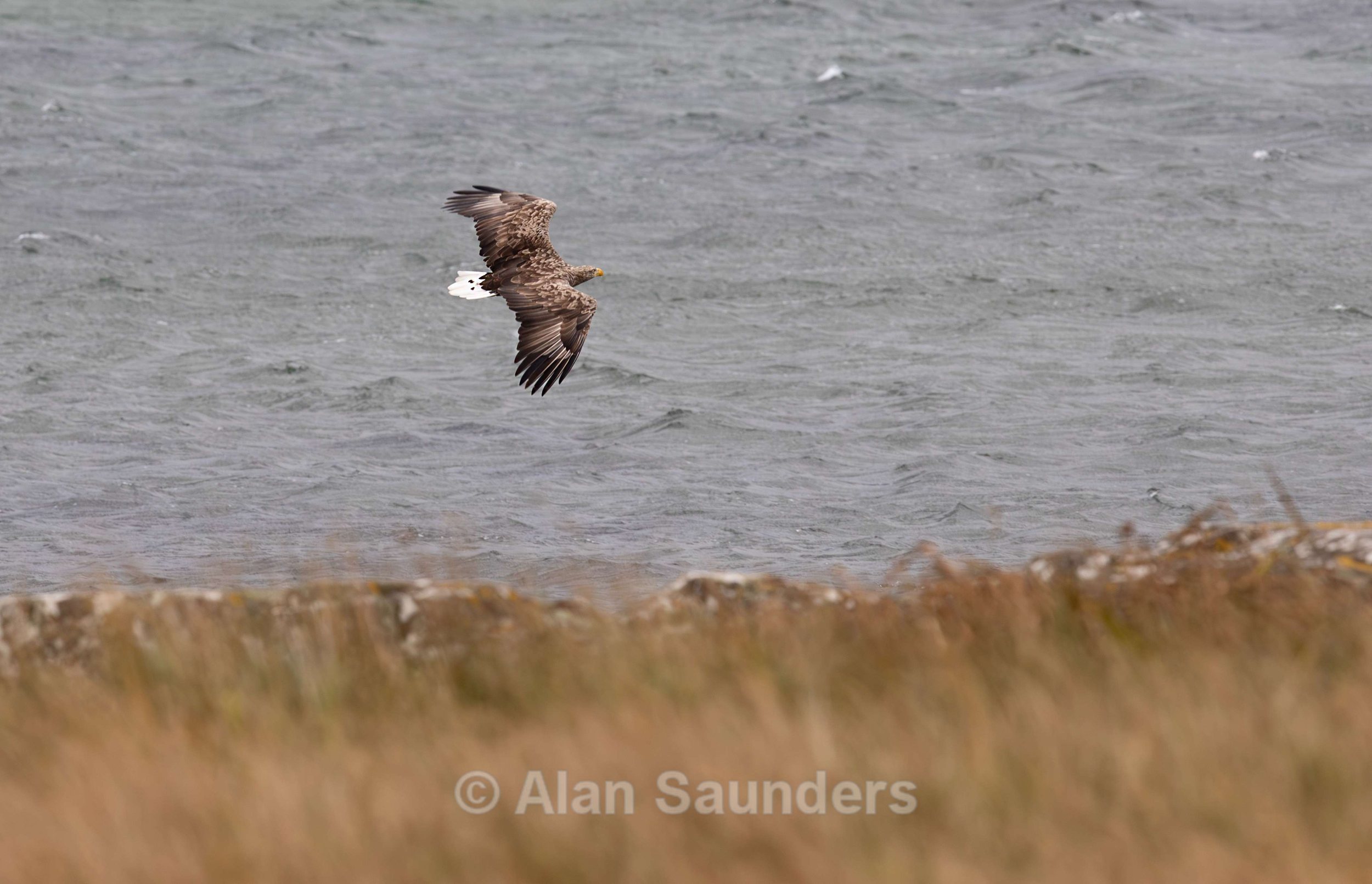 White Tailed Eagle 116