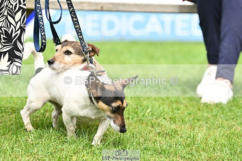 240811-131955-05975 - Dog Photos