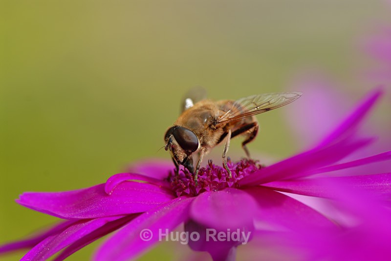  - Macro