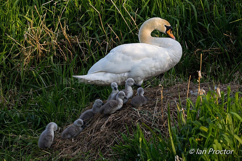 Swan & Cygnets - Climbing the nest 3 - Nature