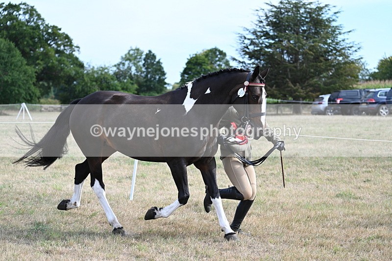 WJ7_8258 - In-hand Championship