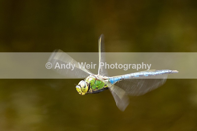 20150705-8E0A9949 - Insects