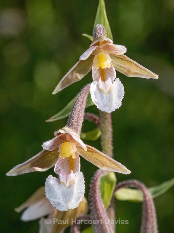 Marsh Helleborine (Epipactis palustris) - Wild Orchids 2020