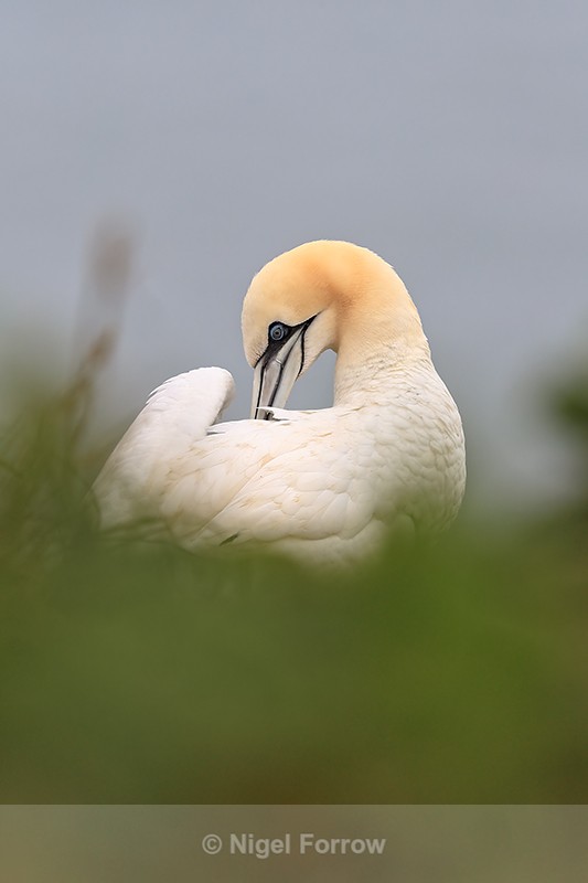 Gannet preening, RSPB Bempton Cliffs - Gannet