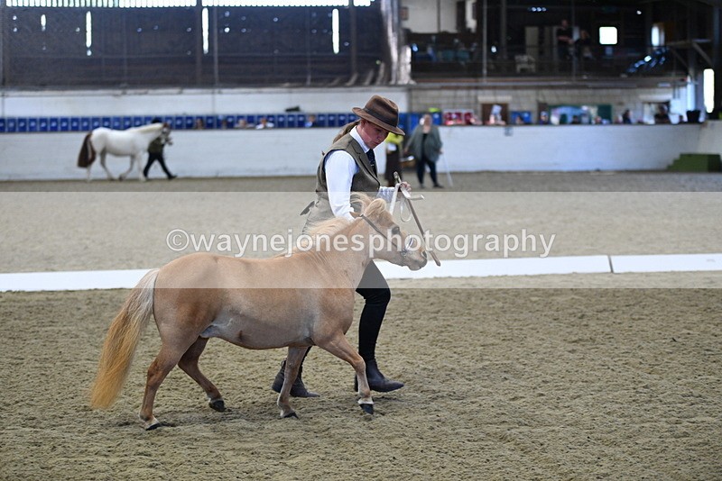 WJ5_3892 - Class 5 In Hand Veterans