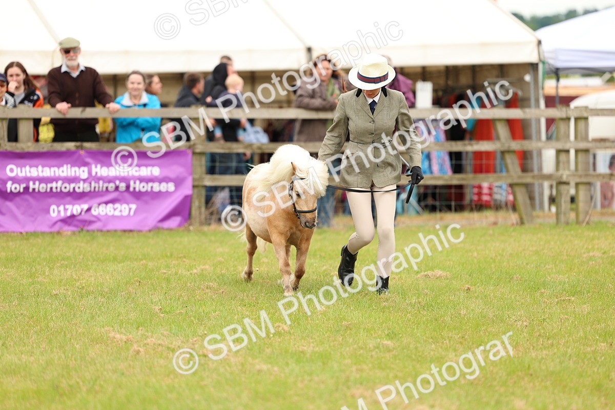 SBM_04454 - Class 64-67 - Shetland Pony In Hand