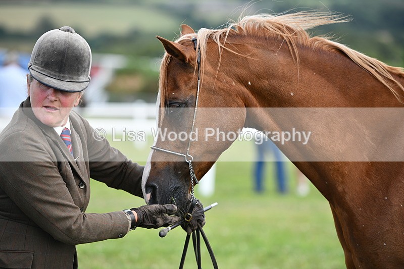 DSC_8519 - Class 69: Pure, Anglo & Part Bred In Hand Arab