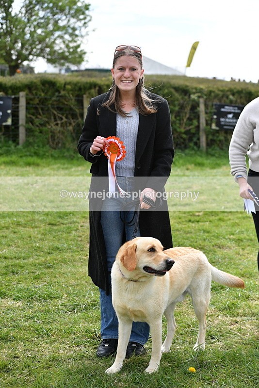 WJ5_9889 - Class 3 Most Handsome Dog