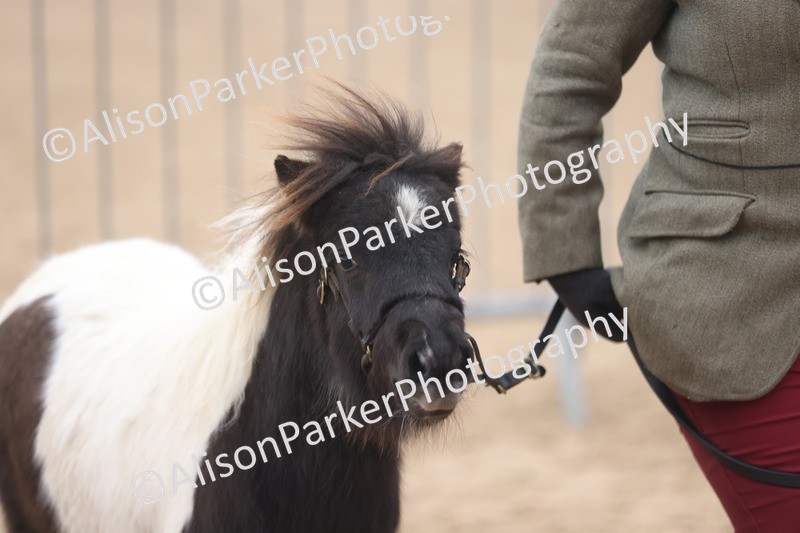 20251109-0174 - Class 9 - Foals